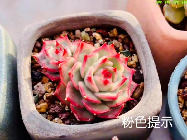 多肉好養嗎? 多肉好養嗎?