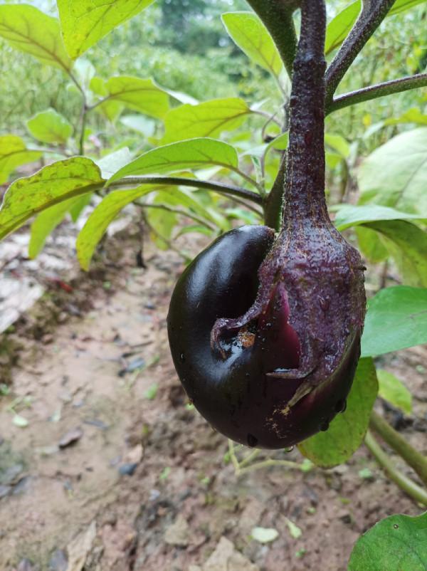 二戰水庫同樣被小趴虎教育，是釣位問題還是資源不好？