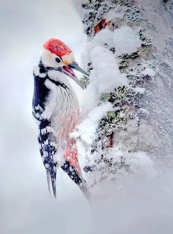 雪中精靈，太美了