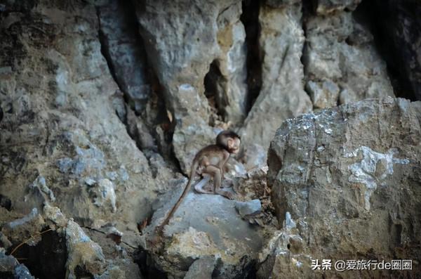 泰國猴子島,沒有遊客,他們簡直活成了神仙 泰國猴子島,沒有遊客,他們簡直活成了神仙