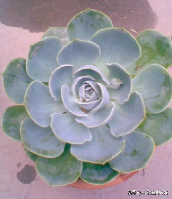 分享——石蓮花