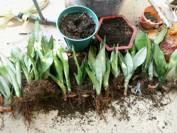 虎皮蘭有&OpenCurlyDoubleQuote;3怕兩不喜&rdquo;，難怪不愛出小芽，還越長越難看