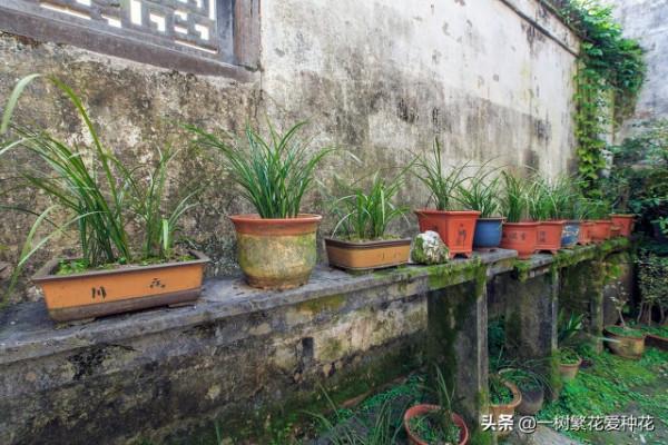 6種北方不適合養的花卉，環境、技術不到位容易死