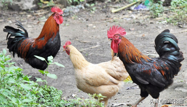 在外打工不好乾，回村幹啥有“錢”途？不要錯過這3個創業好專案