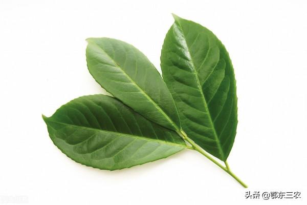 家裡廚房用的香葉是啥樹上的葉子，在山東能種植嗎？