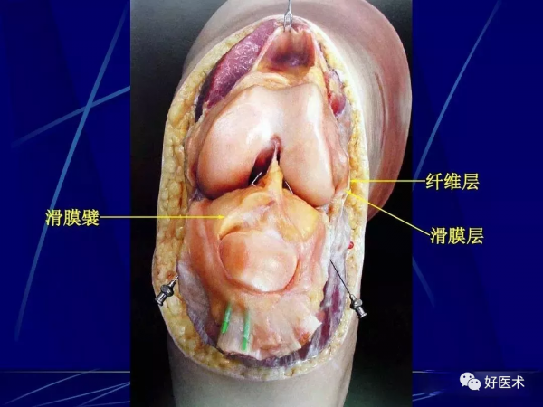 86張全身關節應用解剖精講，這篇文章值得收藏