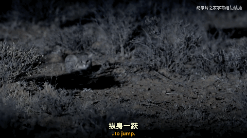 貓：我飛起來要比那些長翅膀的快多了