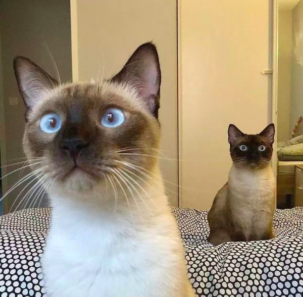 養暹羅就像在拆盲盒，拆著拆著…意外就發生了