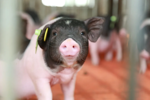 北大豬倌陳生：為什麼95%以上做品牌肉的企業都死了？