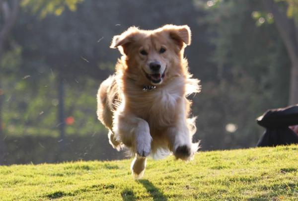 狗狗是否懂事,看它有沒有這幾個行為就清楚 狗狗是否懂事,看它有沒有這幾個行為就清楚