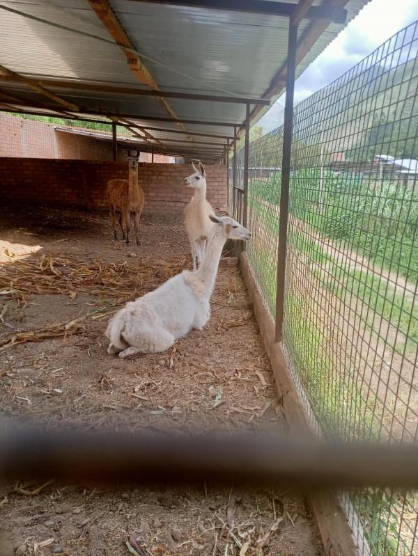 異國見聞-中鐵二十局員工在秘魯 異國見聞-中鐵二十局員工在秘魯