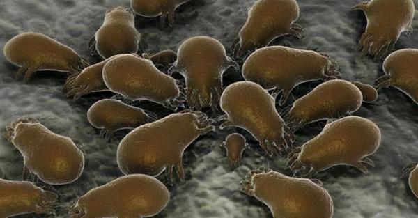 科學家發現以金屬為食的新品種細菌，百年前的預言，終於得到證實