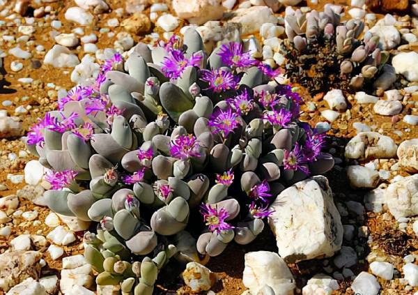 去非洲旅遊，看到遍地&OpenCurlyDoubleQuote;野生多肉&rdquo;不能動手，真是又心癢、又滿足