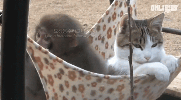 原來貓咪在動物界這麼不受歡迎,大家都不喜歡它 原來貓咪在動物界這麼不受歡迎,大家都不喜歡它