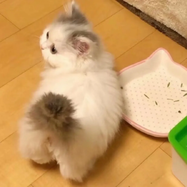 為什麼有許多人把貓叫做“主子”? 為什麼有許多人把貓叫做“主子”?