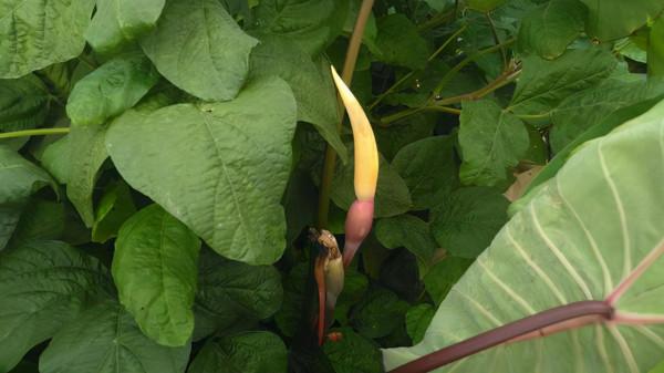 這種植物被稱為“芋”，不僅營養價值高，並且花也很美味