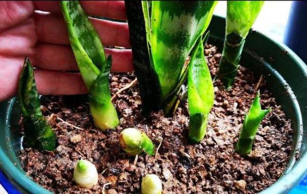 虎皮蘭冬天太&OpenCurlyDoubleQuote;脆弱&rdquo;，避開&OpenCurlyDoubleQuote;3大怕&rdquo;，肥葉竄2米，小芽擠滿盆