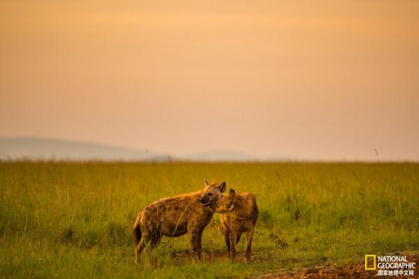 弓形蟲:一種會控制思維的寄生蟲 弓形蟲:一種會控制思維的寄生蟲
