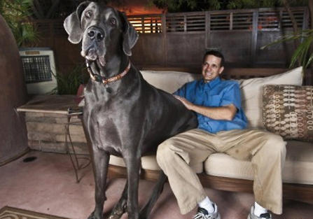 這些“中看不中用”的狗,不要奢望它對你好 這些“中看不中用”的狗,不要奢望它對你好