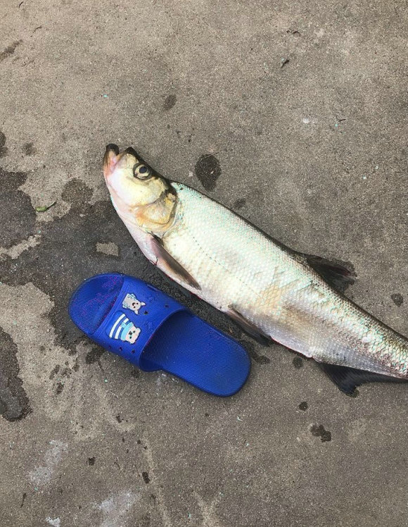 26斤！小夥釣起西江“翹嘴魚王”，網友：中看不中用，肉老難吃