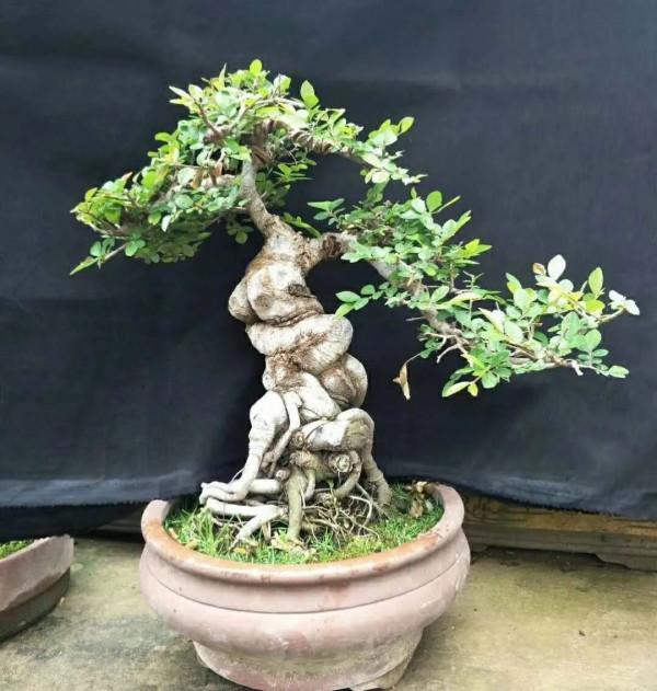 初見是毫不起眼的小苗，先養坯再造型，三年“脫胎”變盆景