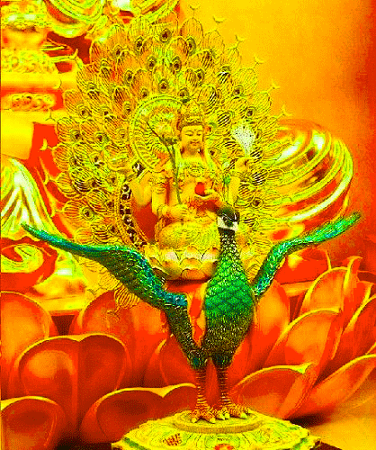 人生最美幾何時 看見孔雀和鳳凰 雙福來襲