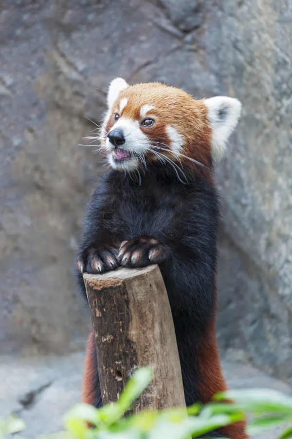 人家可是真·熊貓,別再叫它“乾脆面”! 人家可是真·熊貓,別再叫它“乾脆面”!