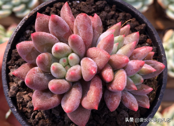 別養千佛手了，來養這6款多肉，雖然葉形相同，但養好後漂亮多了