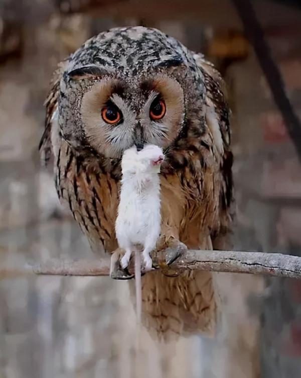 可愛而美麗的鳥類