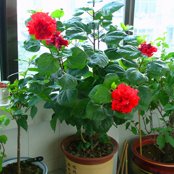 6種“勞模花”，四季能開花，家裡養一盆，賞花300天