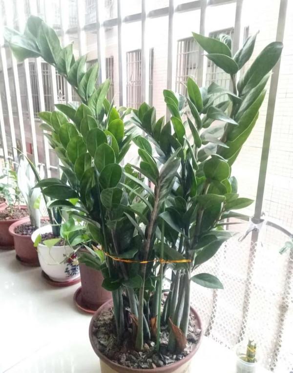 這5種花，“窮養”比“富養”更容易爆盆，別好心辦壞事