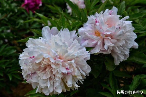 漂亮的芍藥花欣賞