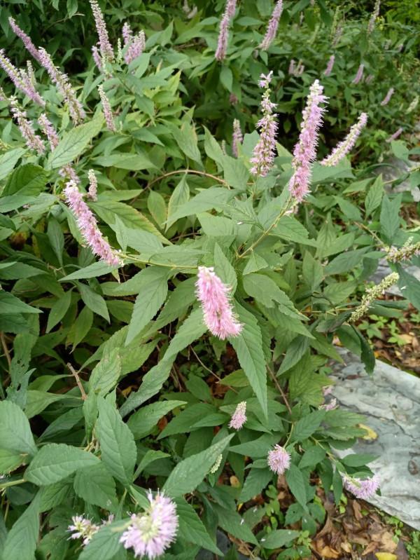 週末遛娃好去處，中科院植物研究所