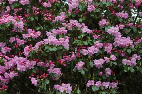 杜鵑花綻放，等你邀約