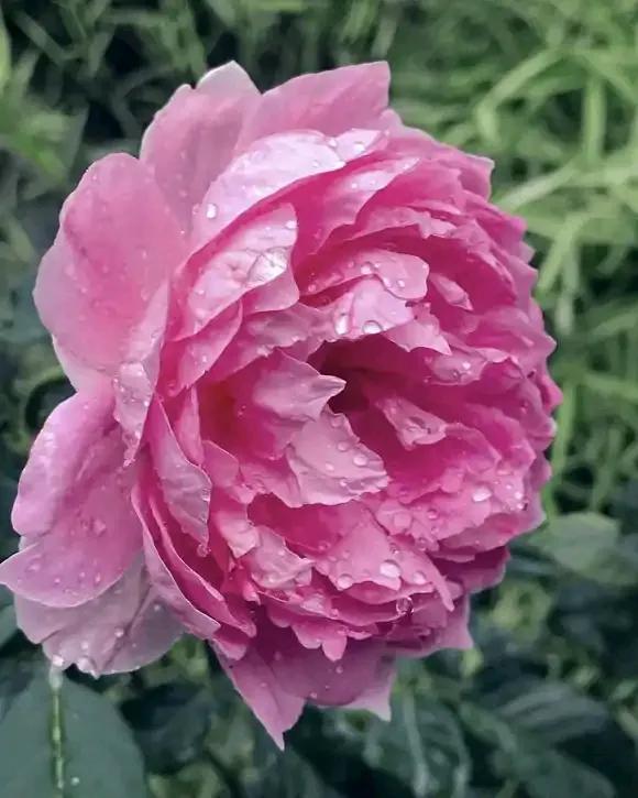 月季品種裡，據有牡丹月季之稱的6個品種，爭奇鬥豔，美不勝收