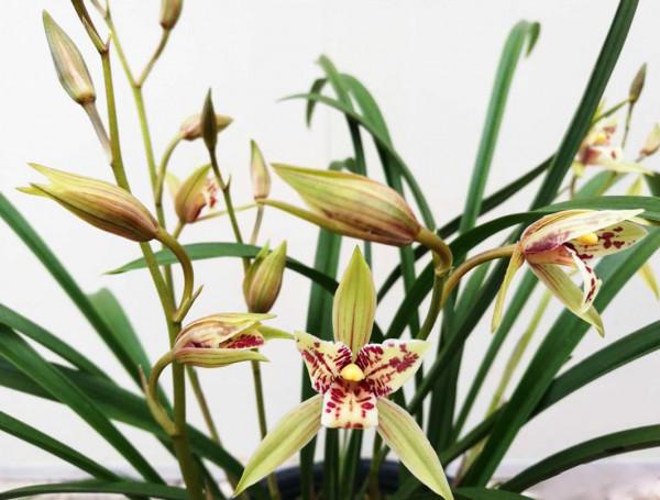 “18種”勤花勤苗的蘭花，價格不貴好養活，香味濃郁開品漂亮