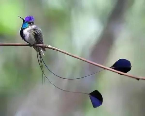 分享圖片&mdash;&mdash;可愛的小小鳥兒