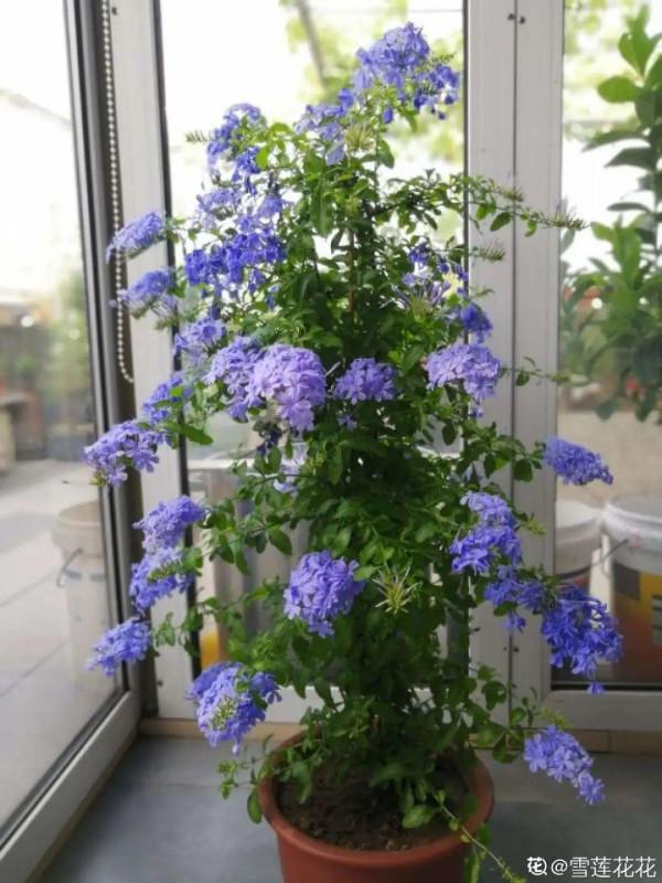 三伏天養花，澆水太難了，學好竅門是關鍵