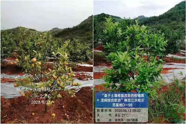 種植戶看過來，土壤改良有辦法，增產增收新希望