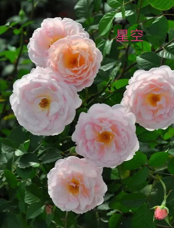 木村卓功及木村系列月季品種（4）