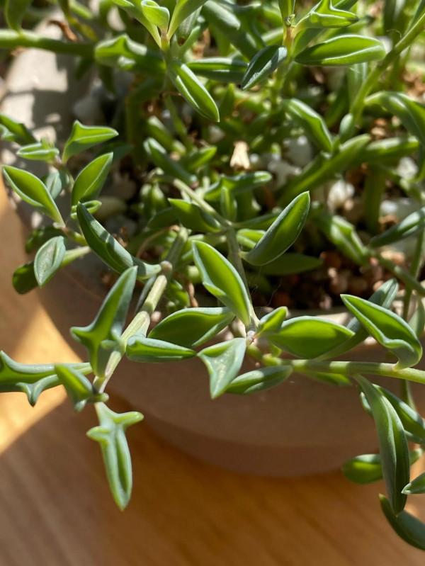 我喜歡的多肉海豚玄月 我喜歡的多肉海豚玄月