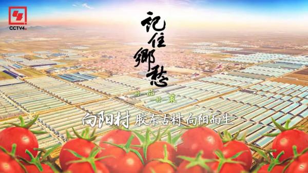 一畝地十萬塊,看小小西紅柿如何“紅火”了膠東半島上這個村 一畝地十萬塊,看小小西紅柿如何“紅火”了膠東半島上這個村