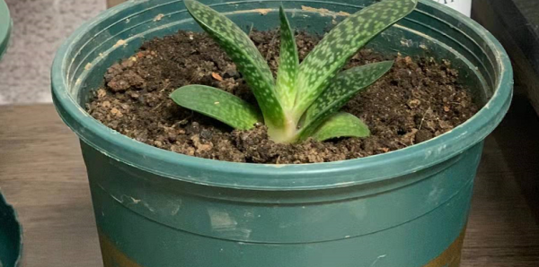 網購有風險，下單需謹慎！想買到便宜的好花苗多注意這些，準沒錯