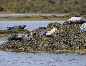 在冰島觀賞可愛的海豹家園