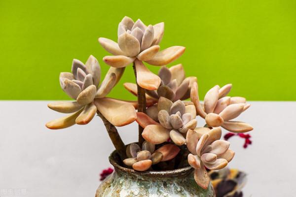 多肉過冬有“5怕”,避開了,零下五度凍不死,還能越凍越美麗 多肉過冬有“5怕”,避開了,零下五度凍不死,還能越凍越美麗