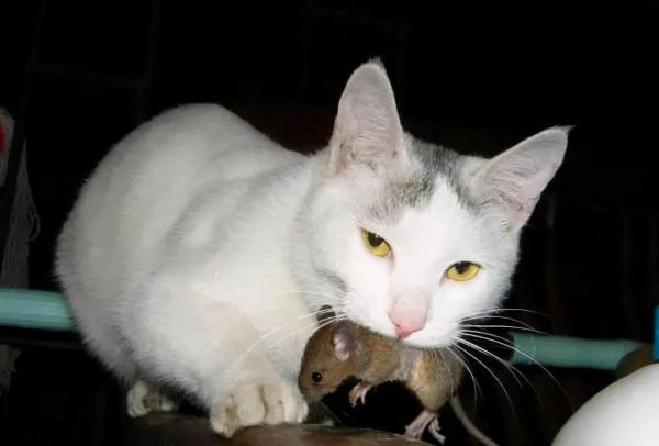 用鼻子蹭你相當於親吻?貓:人類,你們還是太年輕了 用鼻子蹭你相當於親吻?貓:人類,你們還是太年輕了