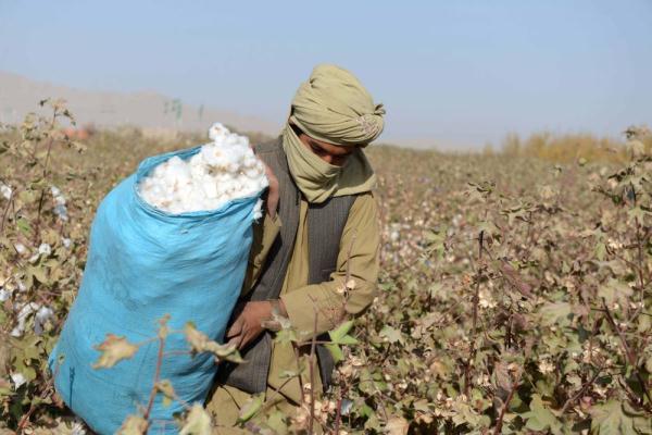 阿富汗：收穫棉花