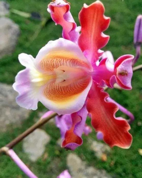 發現不一樣的花草，領悟大自然的奇妙