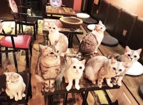 為什麼貓咖裡的貓看上去不怕人？從小的生活環境也是原因之一