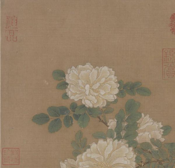 每日說畫｜白薔薇圖